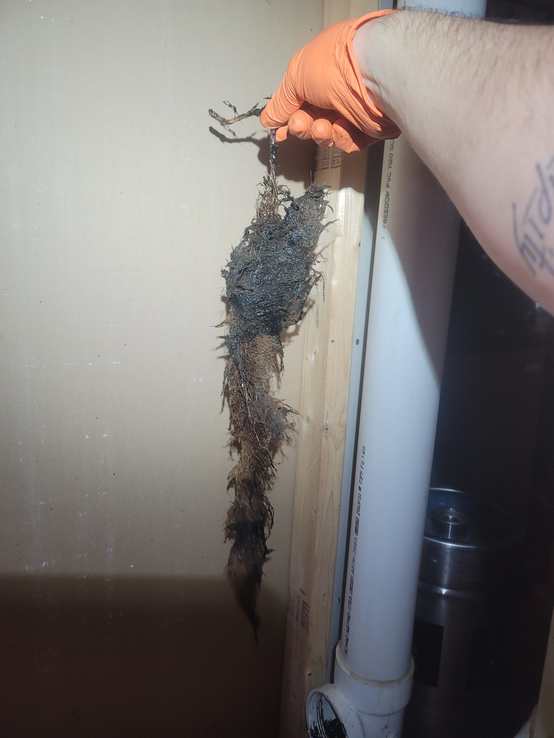 Massive tree root intrusion mass pulled out of a residential sewer line in Greater Cleveland by Critical Plumbing — over two feet long